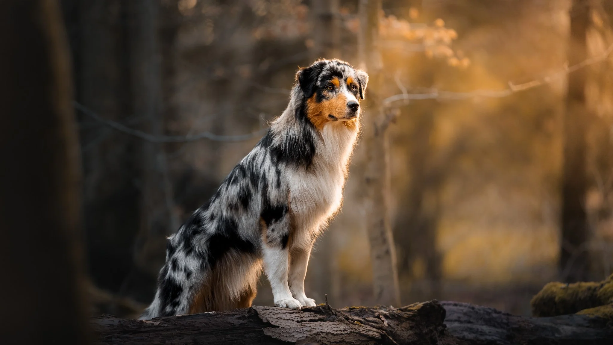 Kreative Hundefotografie im Wald 