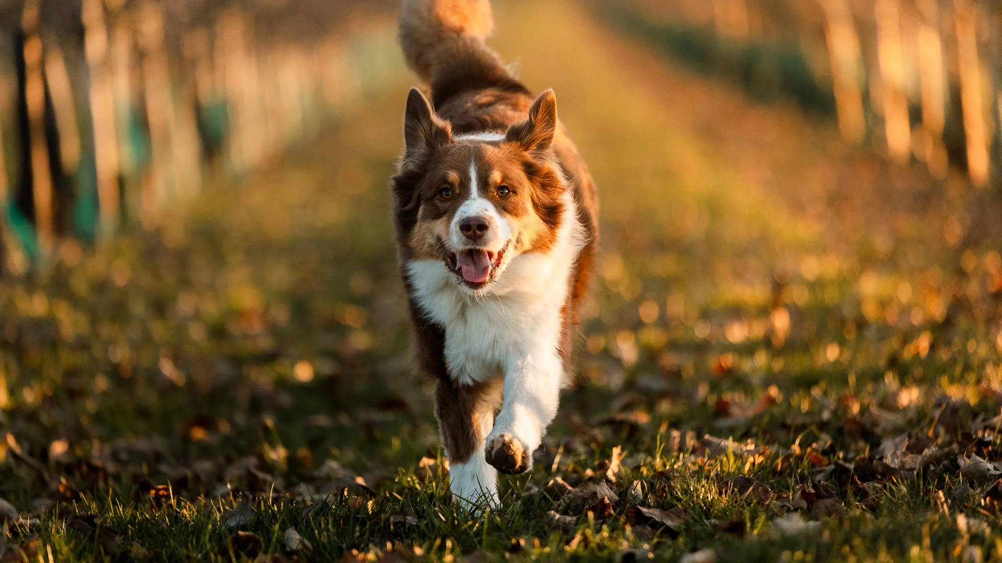 Hundefotografie in Rheinbach 