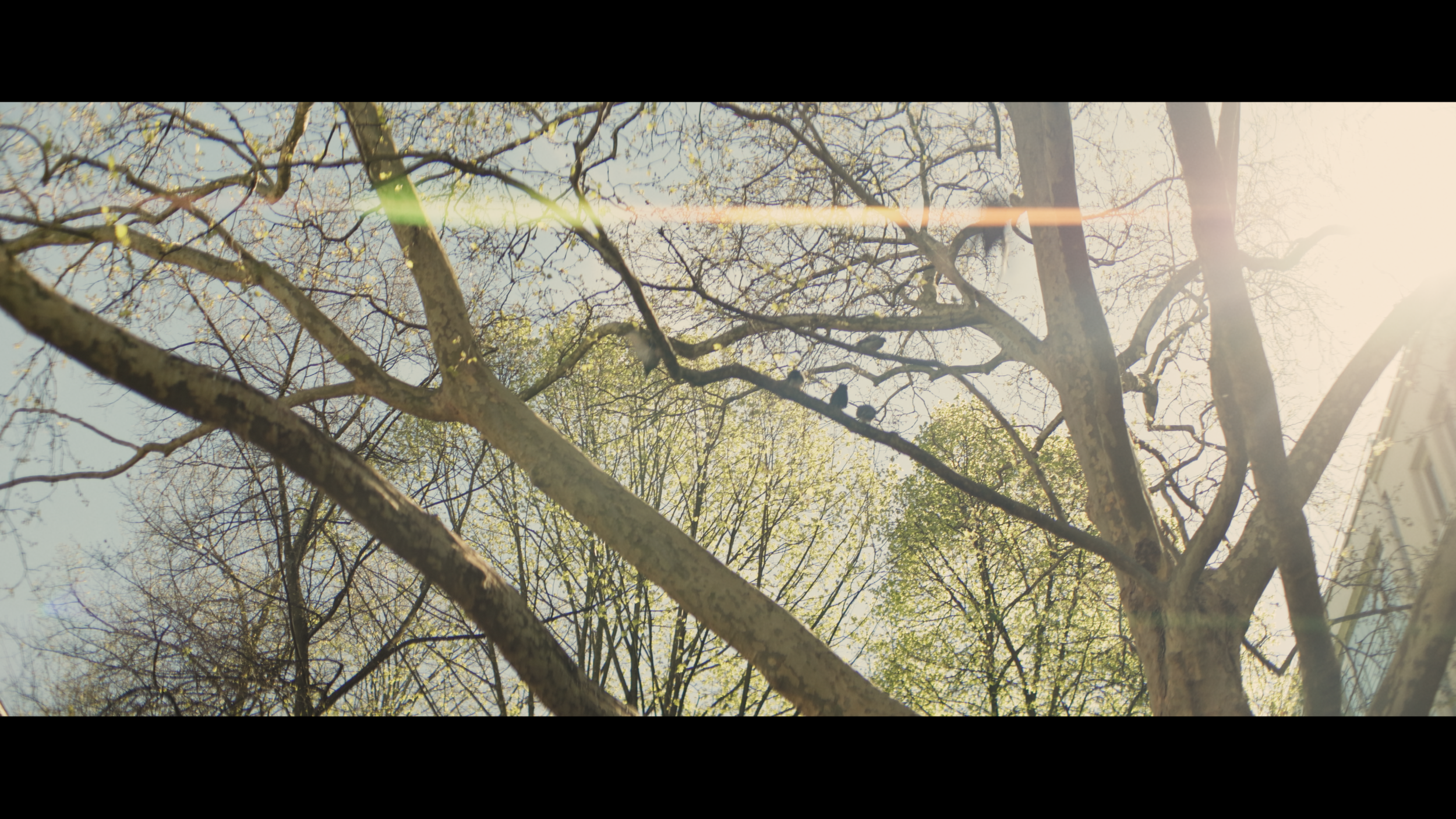 Baumkronen im Gegenlicht mit anamorphem Lens Flare und horizontalem Lichtstreifen – aufgenommen mit Blazar Mantis 50mm