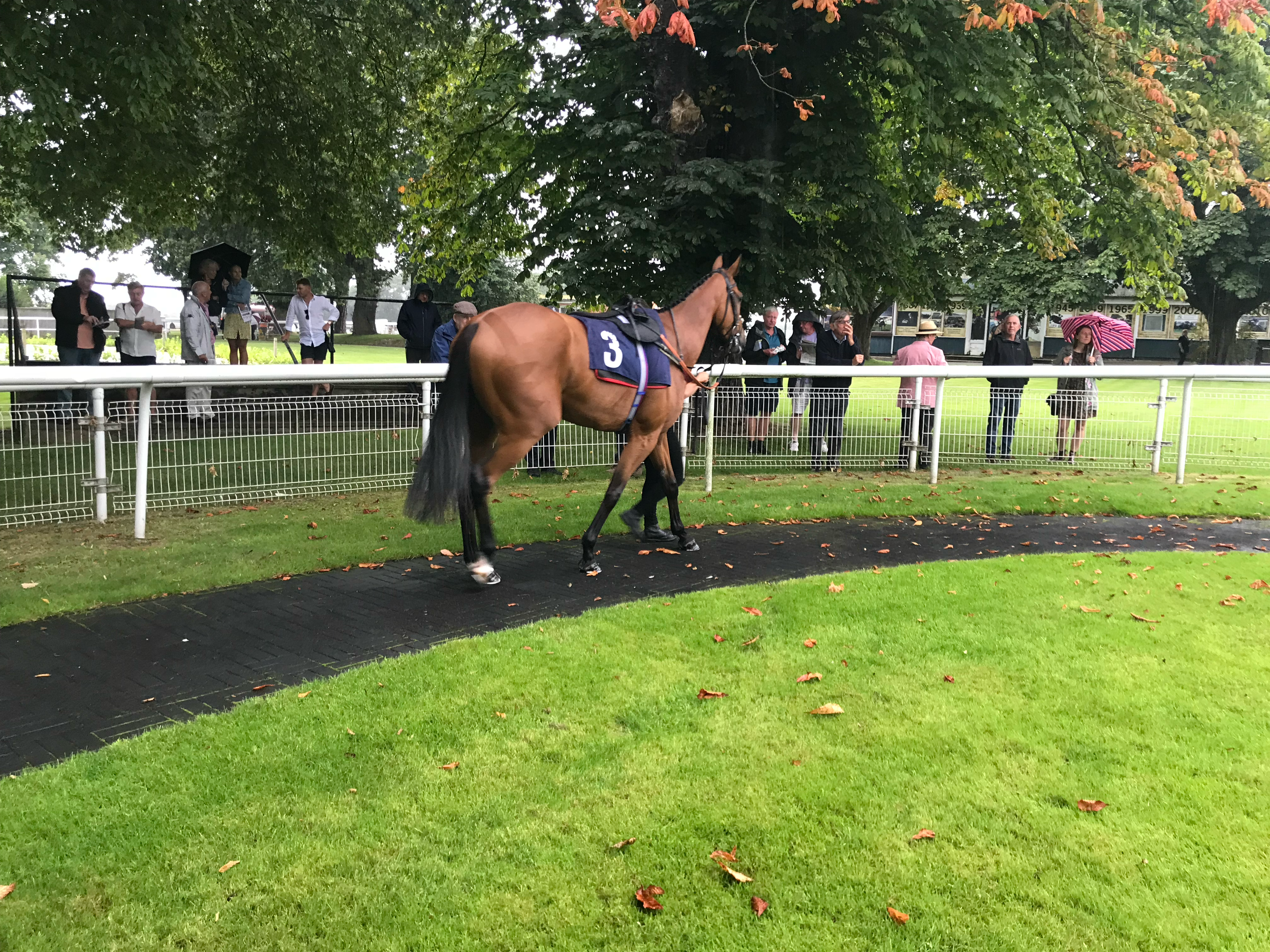 A racehorse with the number 3 on its saddlecloth gallops on a track with spectators and race officials in the background.