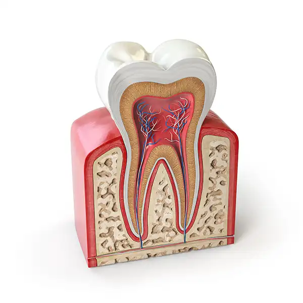 Cross-section model of a tooth showing enamel, dentin, pulp, blood vessels, and surrounding gum tissue.