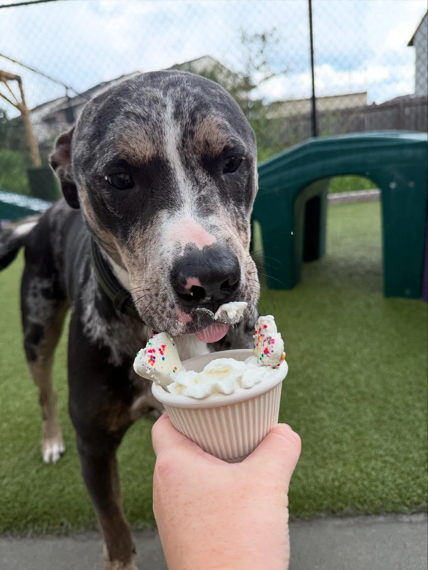 Our birthday boy Dante turns 2 today! 🎂🐾 He enjoyed a little whipped cream, some yummy treats, and extra snuggles to celebrate his special day. We&rsquo;re so lucky to have this sweet boy as part of our pack. Happy Birthday, Dante! 🩵