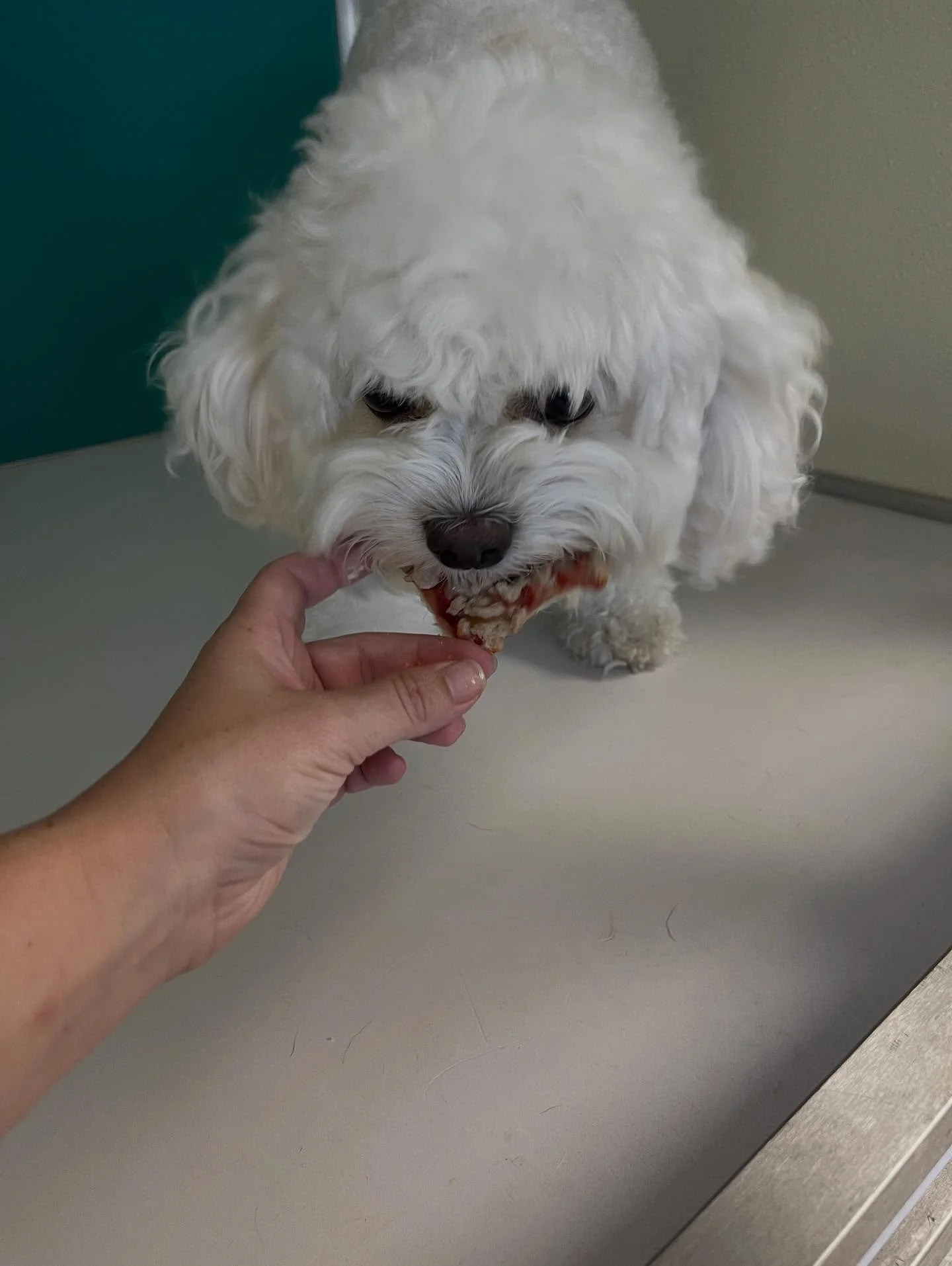 All the puppers LOVED their pizza today! 🍕
I think there are some photos we missed because the pizza was stolen from our hands before we could snap a pic!! 😂