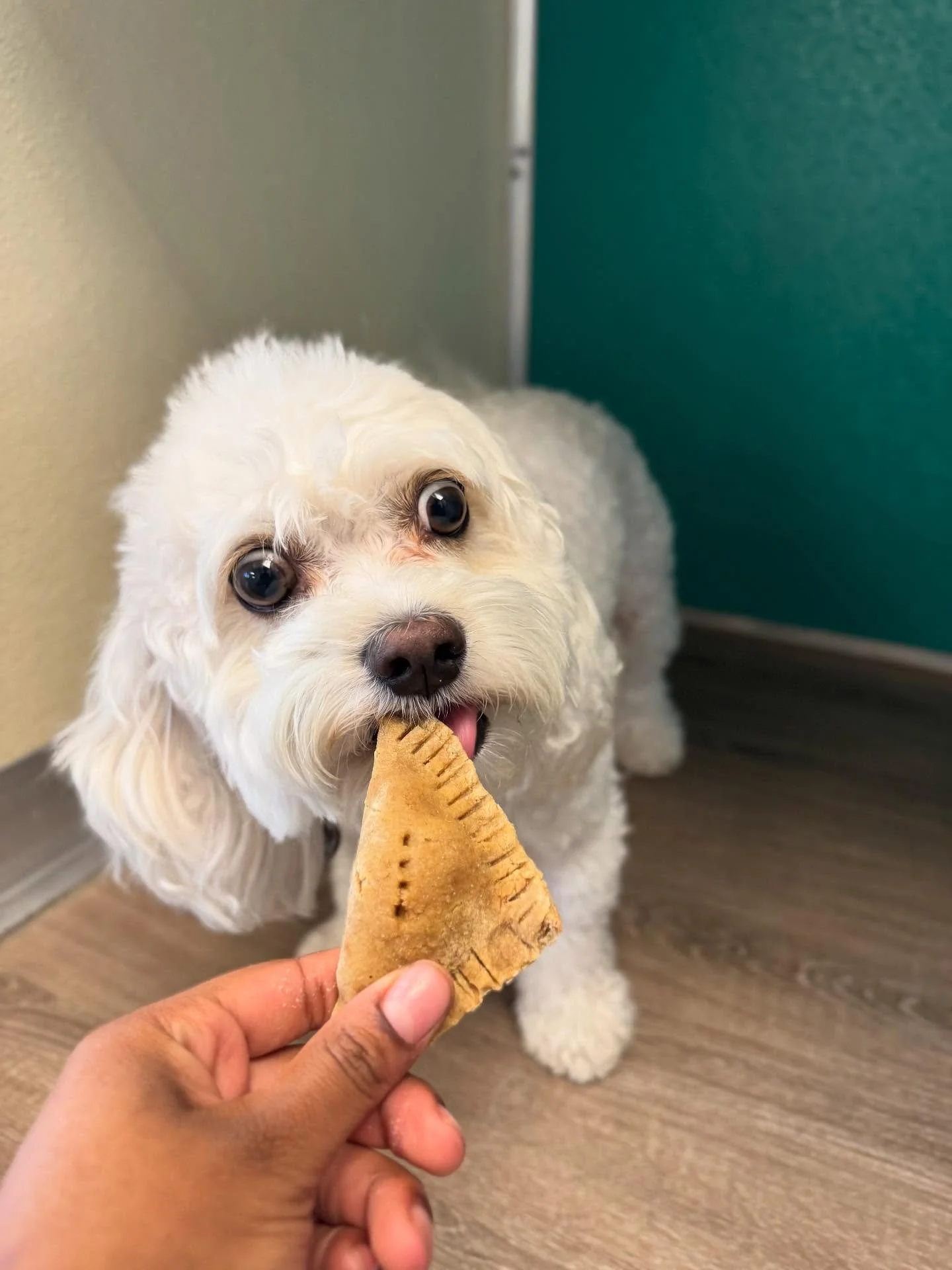 🍎 Celebrating National Apple Dumpling Day the best way&mdash;watching our pups devour theirs! 🐾💛 Sweet treats for sweet furriends!