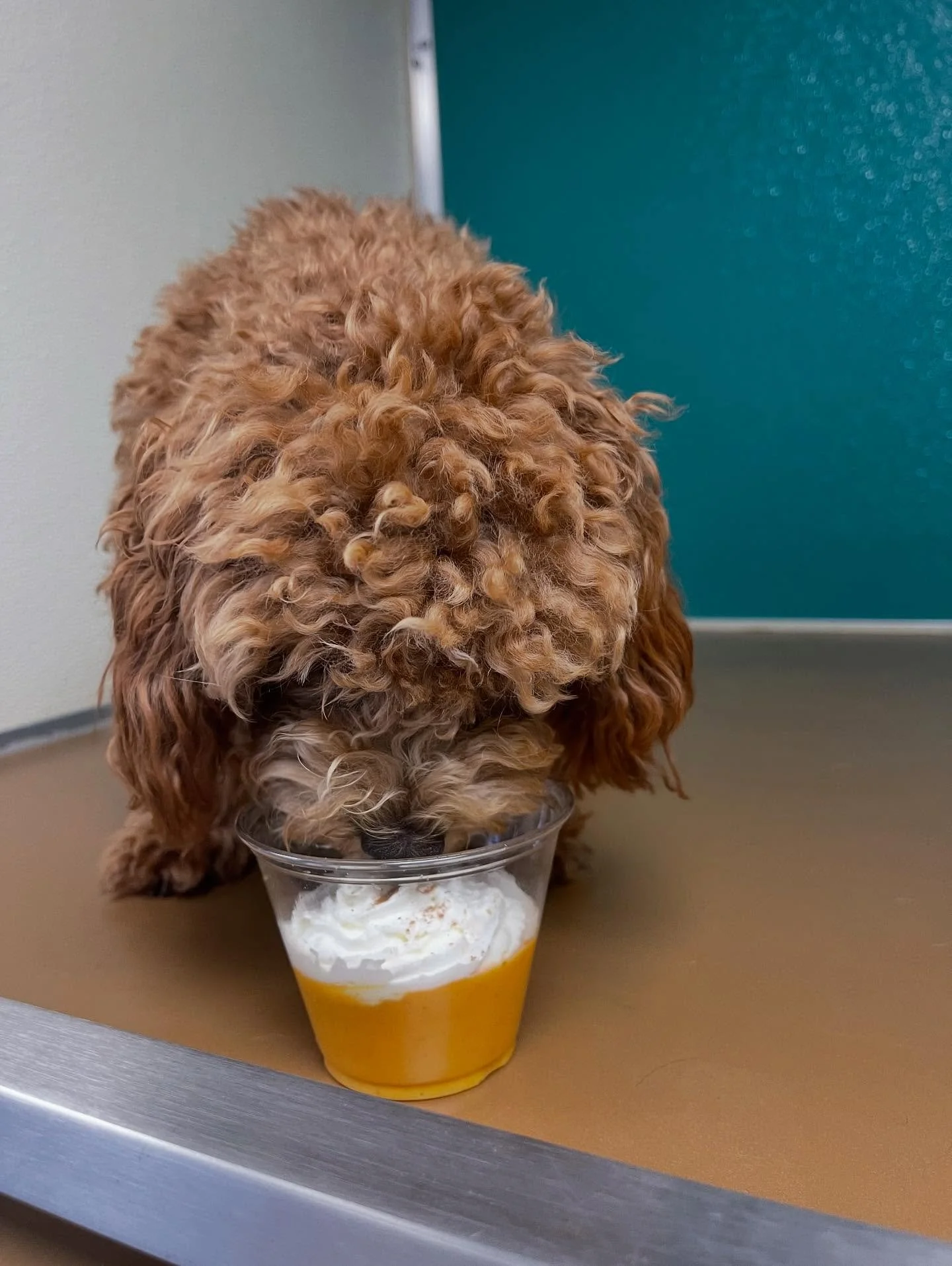 Pumpkin Spice Pup Cups = a Ruff-ly perfect day! 🎃🐶 

These happy pups couldn&rsquo;t get enough! 🧡 Want to join in on the fun? Make sure to look out for our November calendar, so you can treat your pup to a seasonal treat during their next visit a