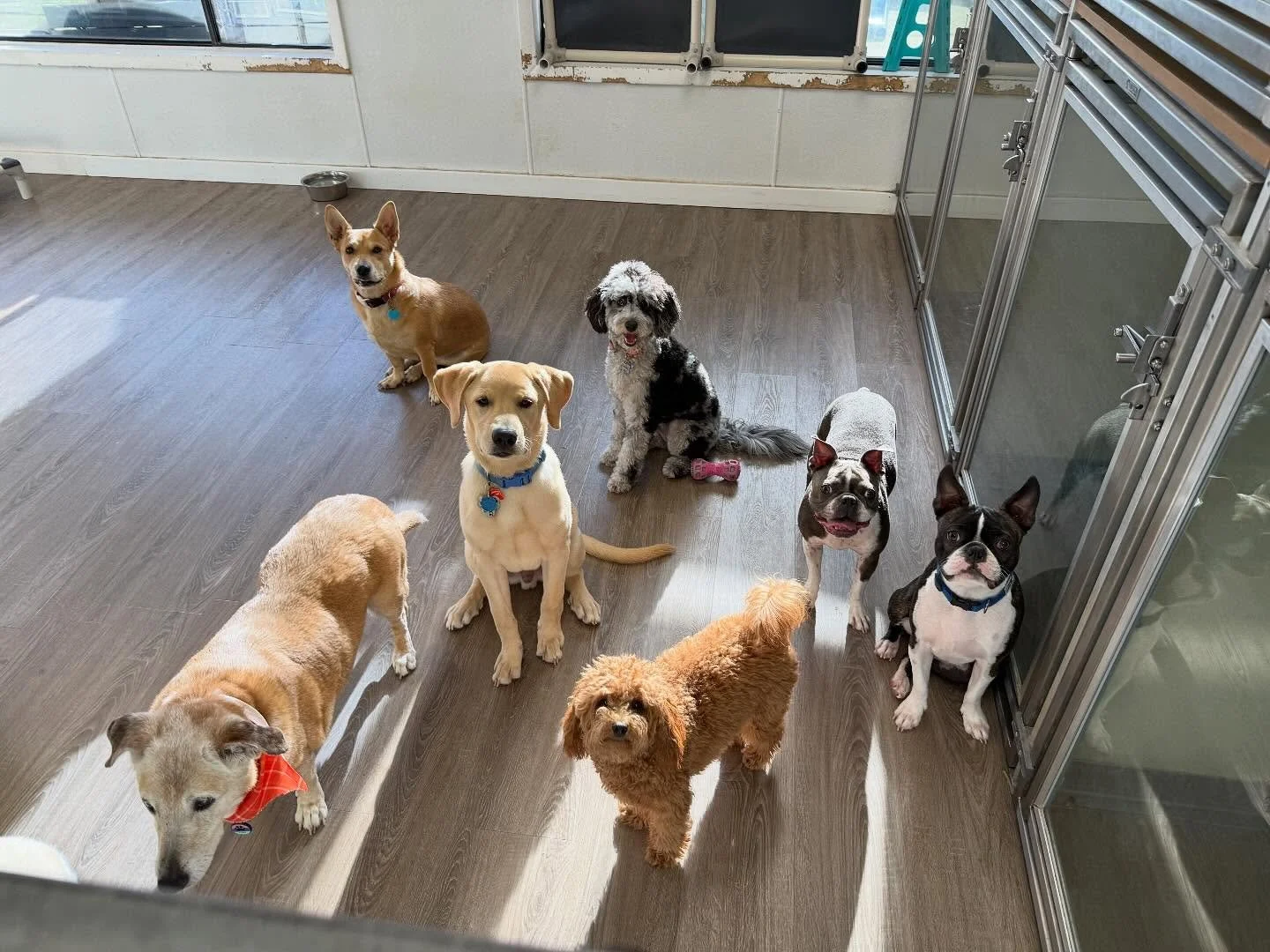 Some of our Furriends of Small Dog Daycare🐶🐾