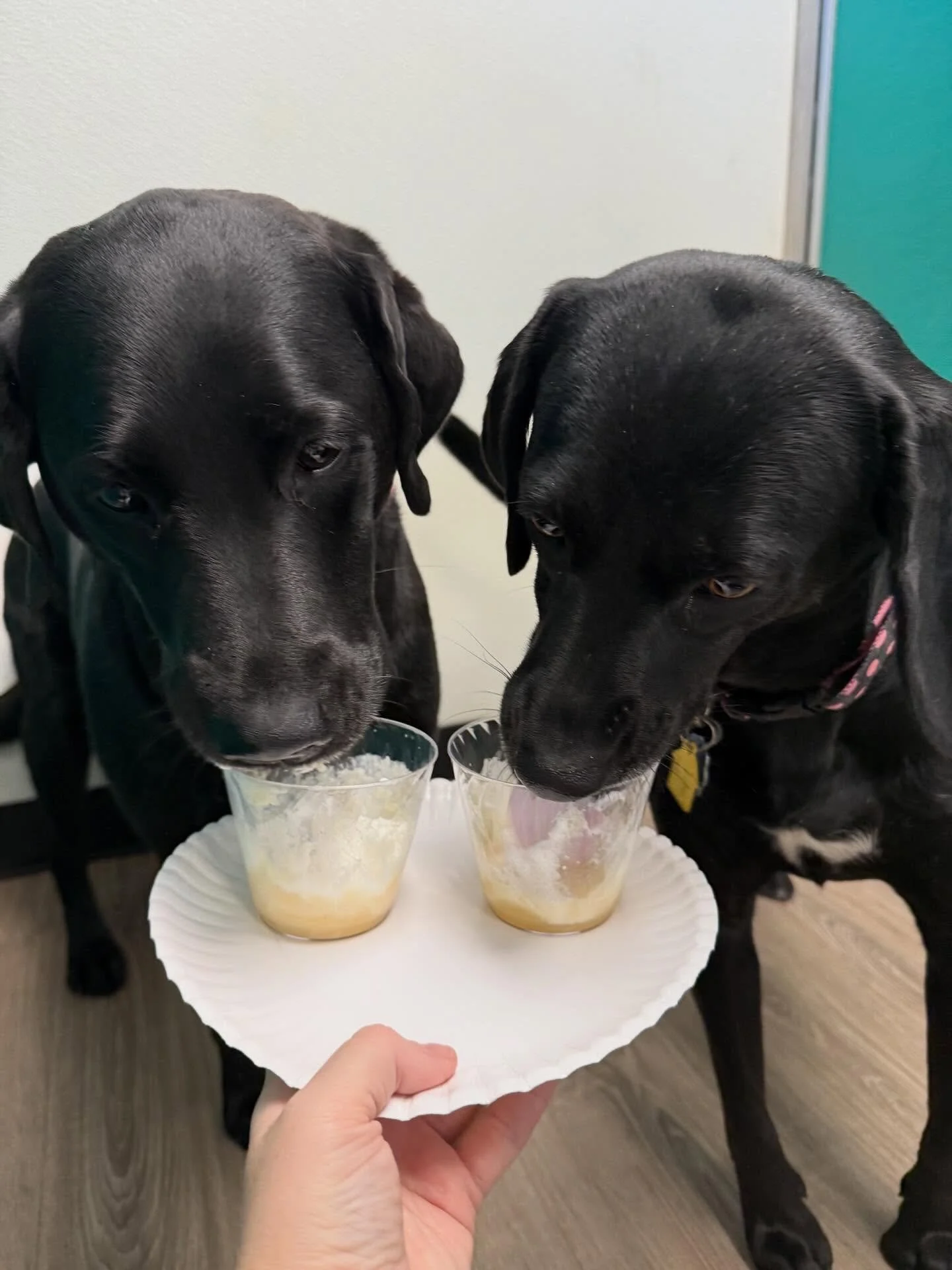 Apple Cider Cups!🍎🍺🐾