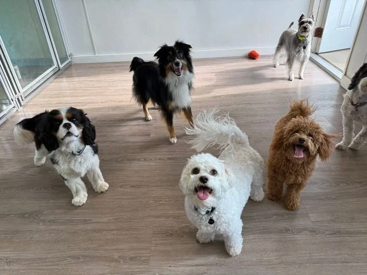 Small Dog Daycare🐾🐶