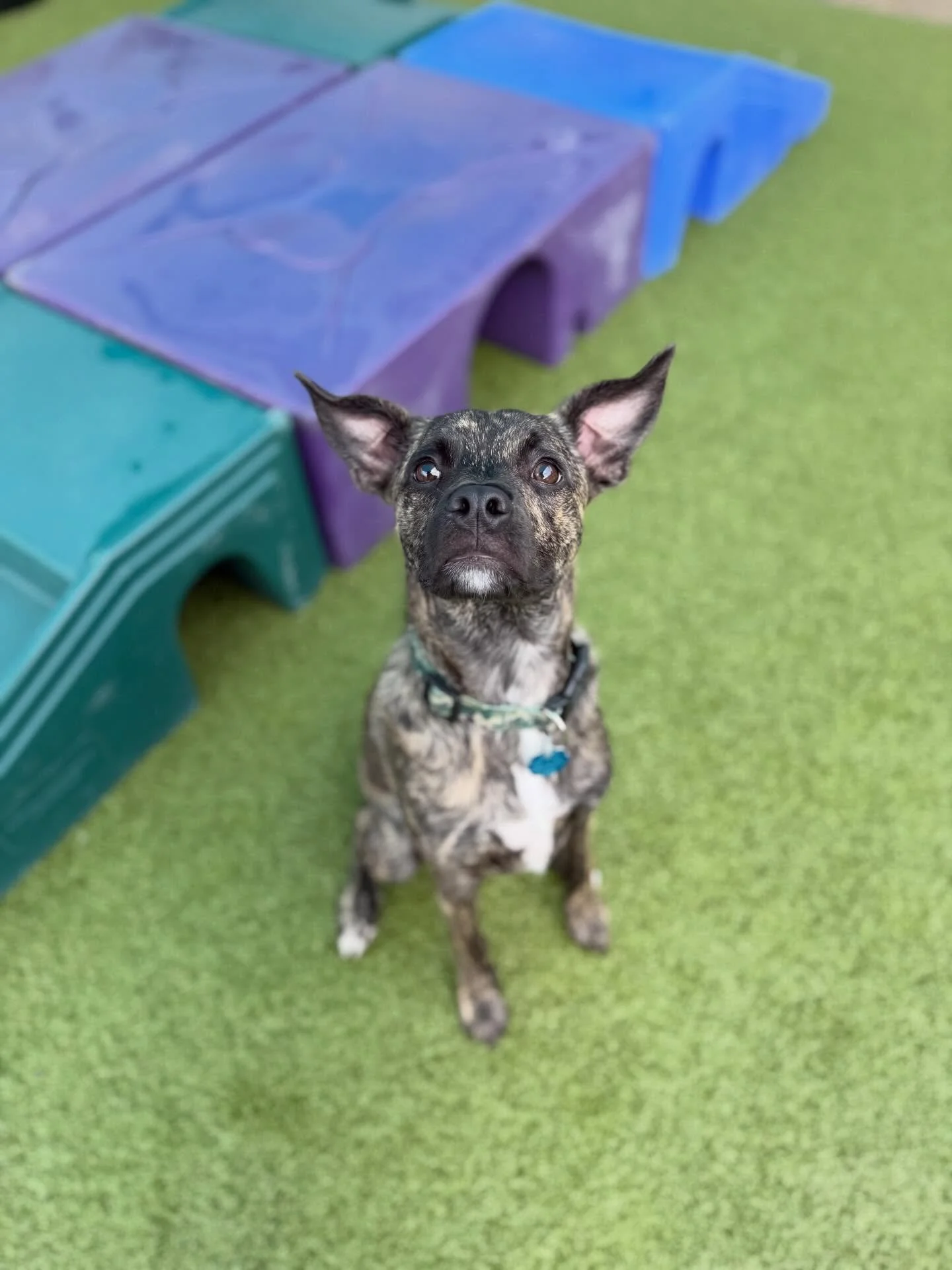 Little Autumn had her daycare eval today and absolutely nailed it! 🍁💛 She played with all her furriends, showed off those adorable ears, and was the sweetest girl all day long. We&rsquo;re already obsessed with her!

We love you, Autumn!❤️