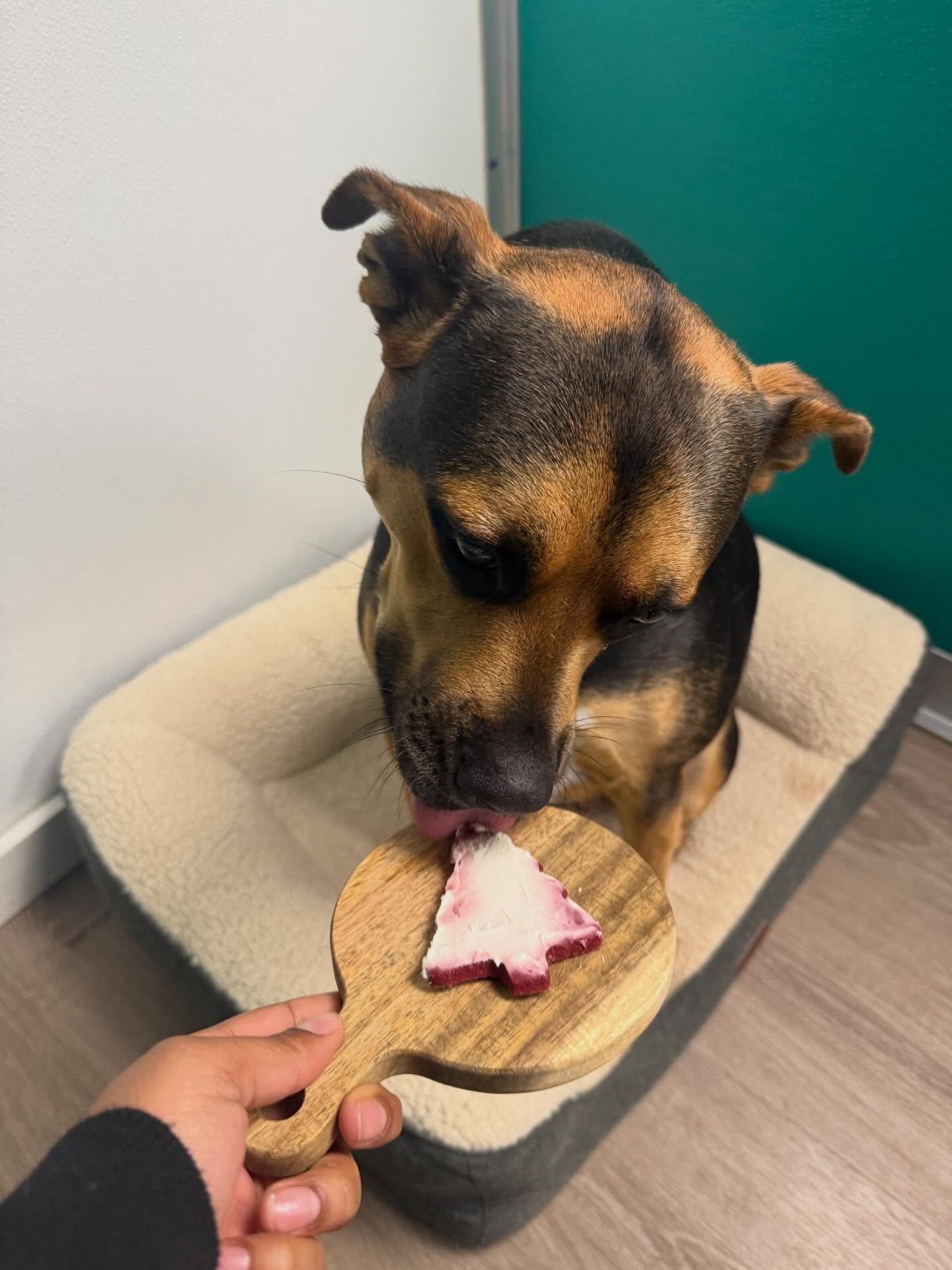 Happy National Cookie Day!🍪🎅