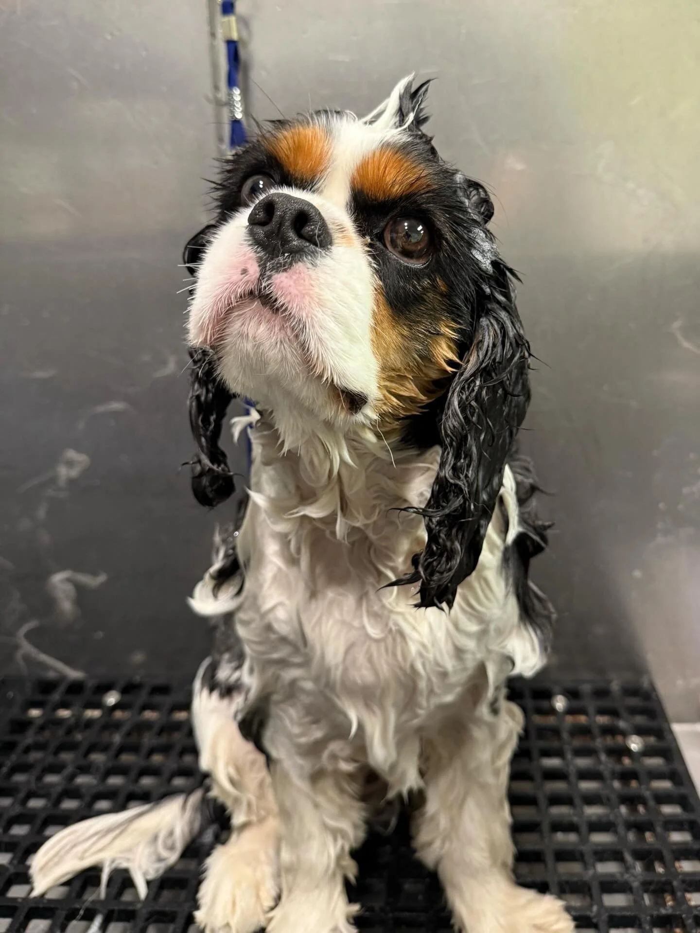 Mr. Charlie is sudsy, shiny, and stealing hearts from the bathtub. 🛁❤️

Call us today to book your pup&rsquo;s next spa day with us! They deserve it! 🧼🫧 

☎️ (850) 441-3585 ☎️