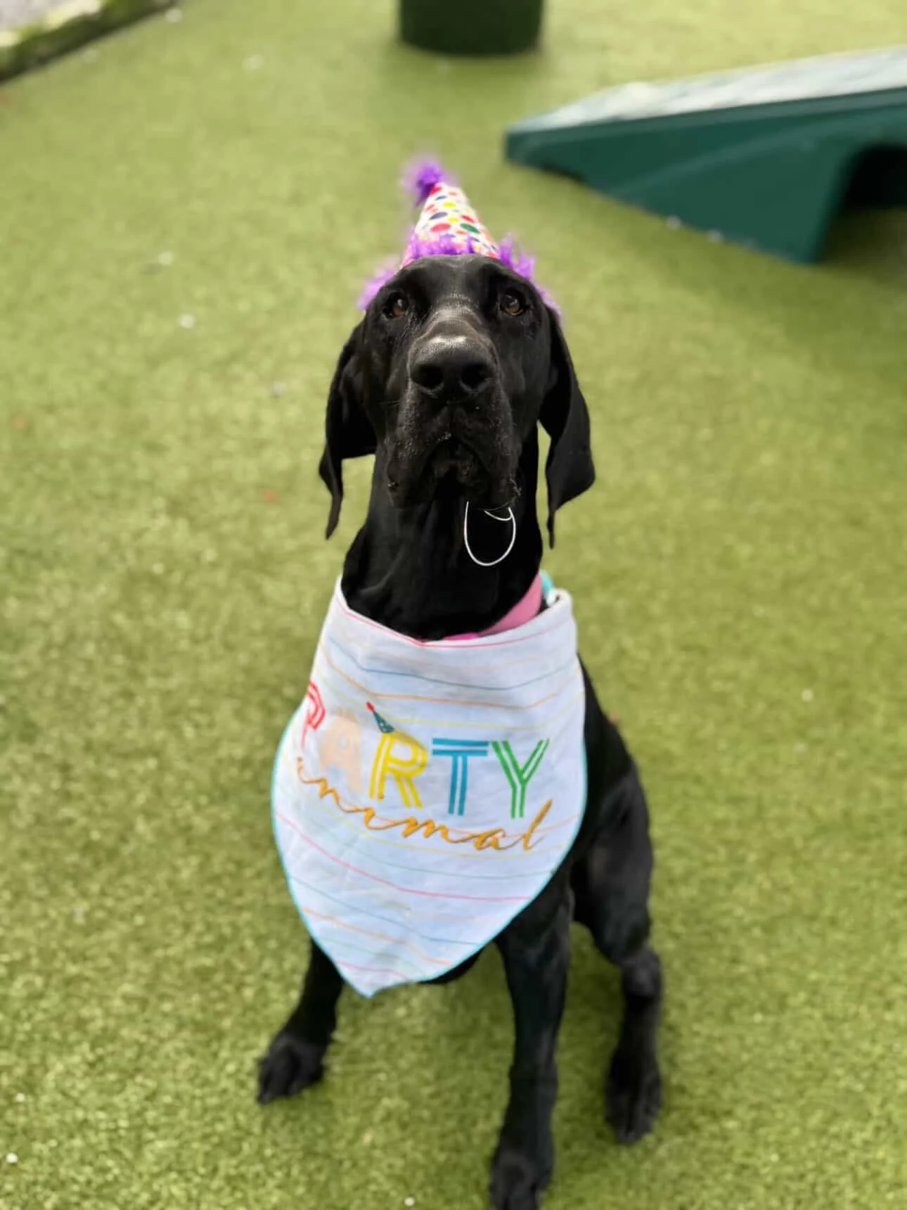 Happy 6th Birthday, Roua! 🎉🎂
Roua made it very clear what she wanted for her birthday&hellip; the ball. 👉🎾

This sweet girl is always full of personality, keeping us laughing and bringing so much joy to the daycare room every single day. Whether 