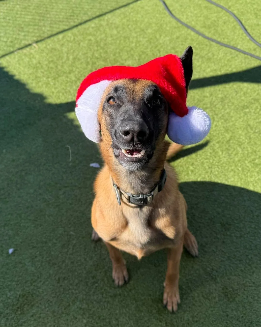 Merry Christmas!🎄🐾💚