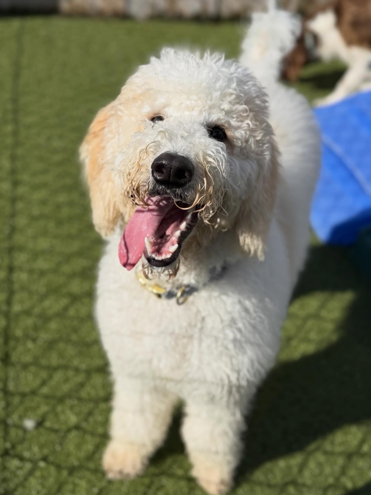 Welcoming our first daycare evaluation of the year, Miss Piper 🐶💖 She joined our small dog daycare today, and we can&rsquo;t wait to watch her blossom and make so many new furriends. Welcome to the pack, Piper ✨🐾