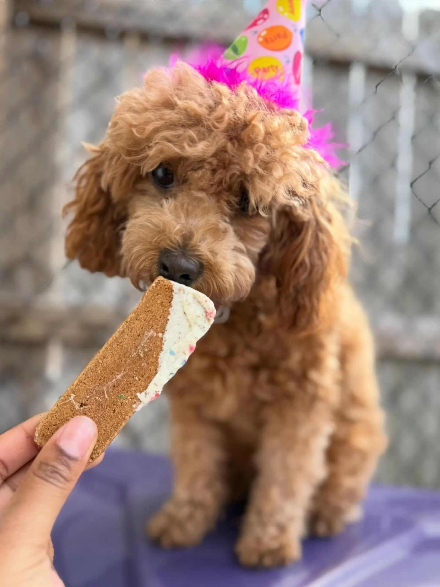 🎉🐾 Happy 1st Birthday, Jessie! 🐾🎉

Jessie celebrated her big day the best way possible&hellip; spending it with her furriends in daycare, playing nonstop and being the feisty (but super sweet) little girl we all love!🐾 She may be small, but her 