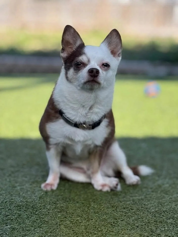 January has already brought us so many sweet pups 🐾

We&rsquo;re thankful for every furry face that&rsquo;s come through our doors and can&rsquo;t wait to see even more this month!💛