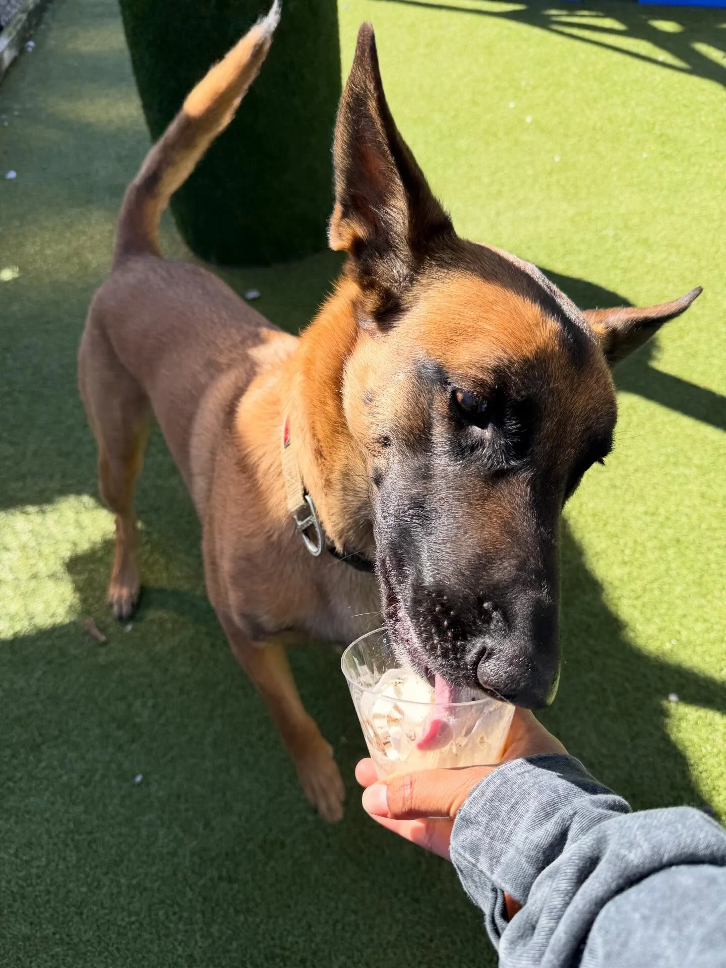 Our Puppucchino&rsquo;s were a sweet success today!🐶☕️