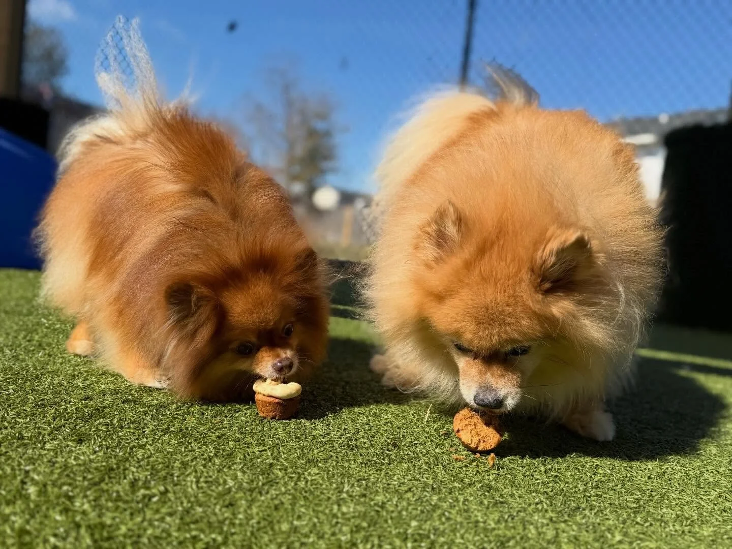 PB Pupcakes were a hit!🧁🐶