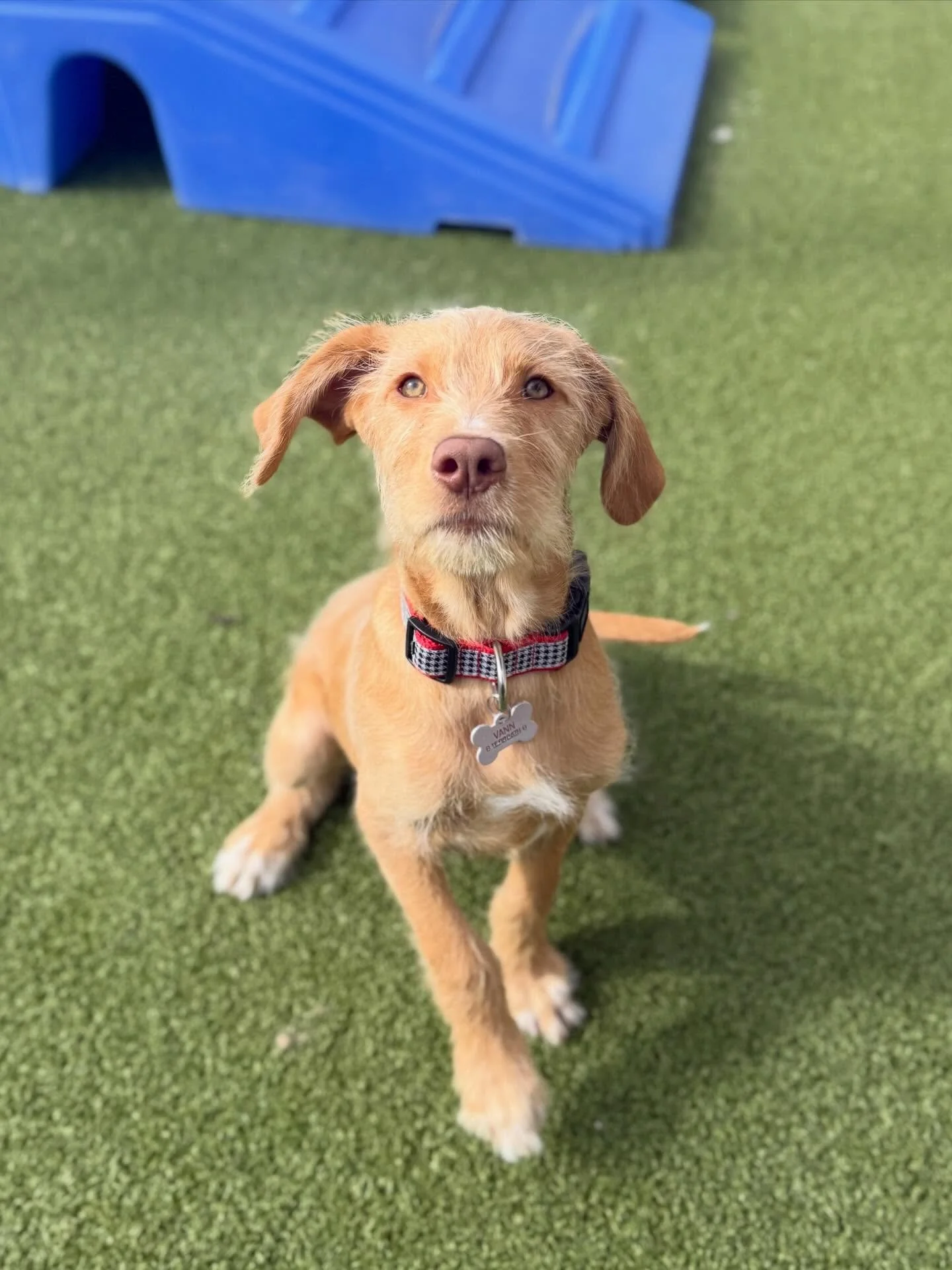 Introducing Thursday&rsquo;s Small Dog Daycare eval, BIG AL!!!😍 Don&rsquo;t let the size fool you, Big Al brought the BIG fun!🐾 This sweet, happy boy had the best time during his daycare eval, play bowing, zooming, and making tons of new furriends!