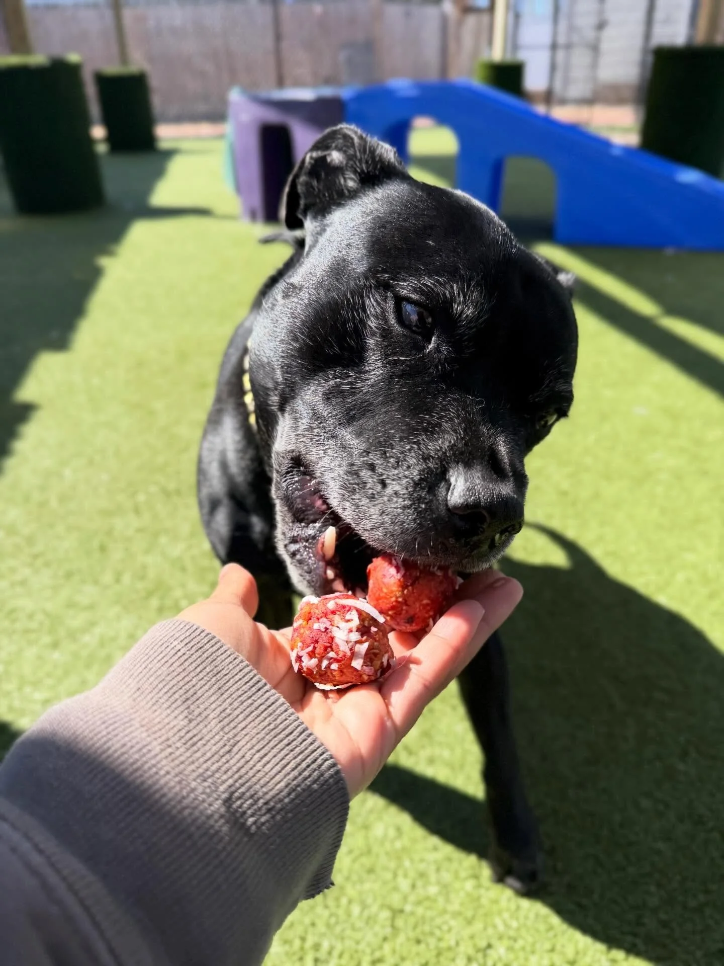 Truffle Day!😋✅🐾