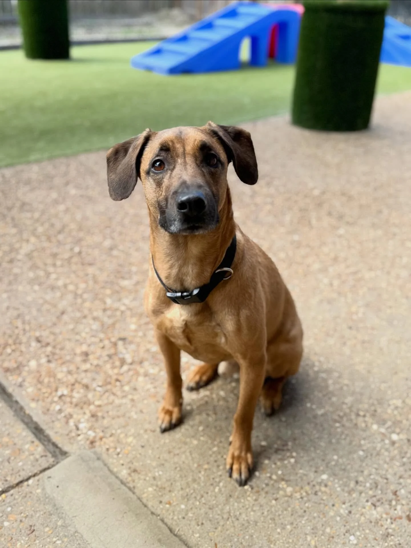 Our sweet daycare evaluations this week! 🩵

Bruce, Ollie, and Ava &amp; Brooklyn!

They are the sweetest babies and had a blast playing with their new furriends! 🐾 We can&rsquo;t wait to watch their confidence grow and their tails keep wagging! Wel