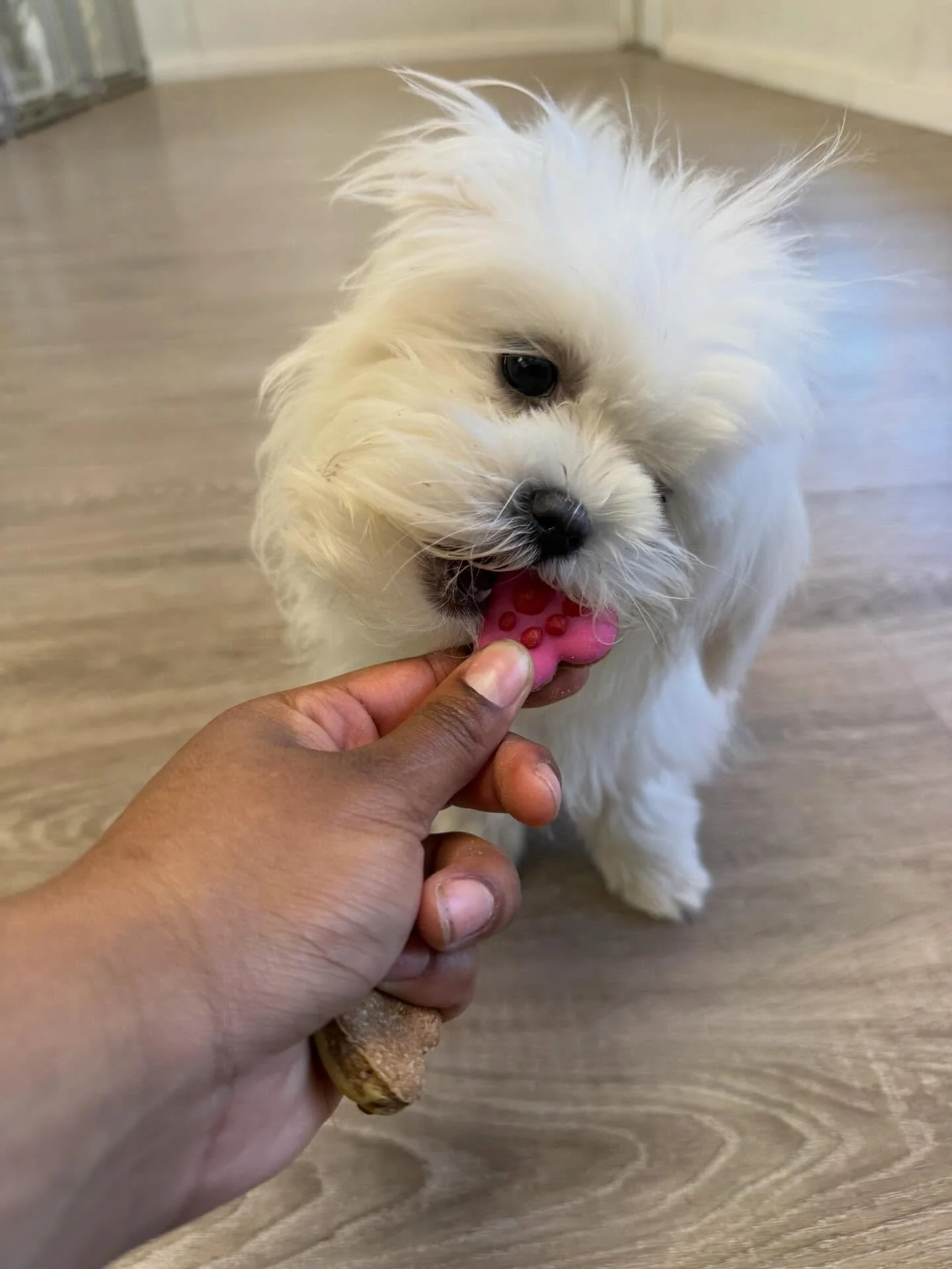 Biscuit Day!💋💘🐾