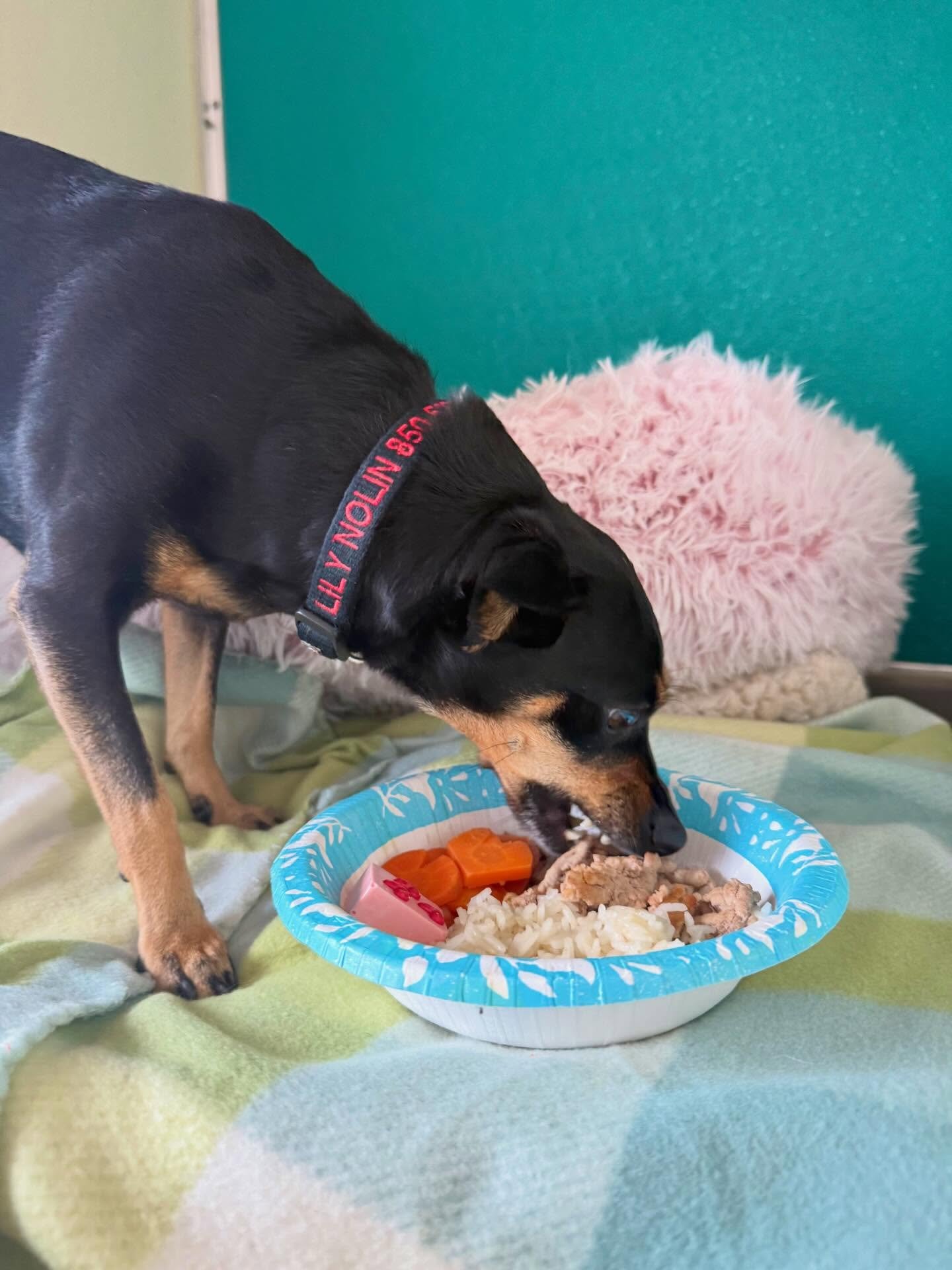 Happy Valentine&rsquo;s Day from our crew 💘🐾

Today&rsquo;s Pup Valentine Picnic was a huge hit! The pups enjoyed turkey, carrots, rice, and a special truffle treat&hellip; and let&rsquo;s just say every bowl was thoroughly taste-tested and approve
