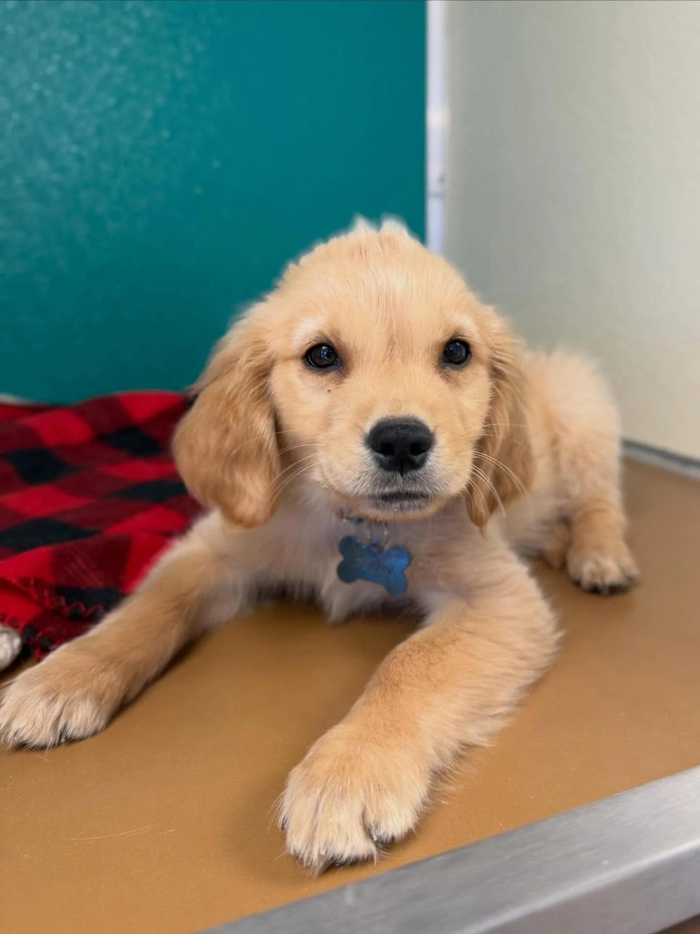 Can we talk about Benny for a second?? 😍 This little golden nugget totally stole the show during his daycare eval! Nap, play, repeat&mdash;this guy knows how to work a schedule. Obsessed doesn&rsquo;t even cover it!🩵