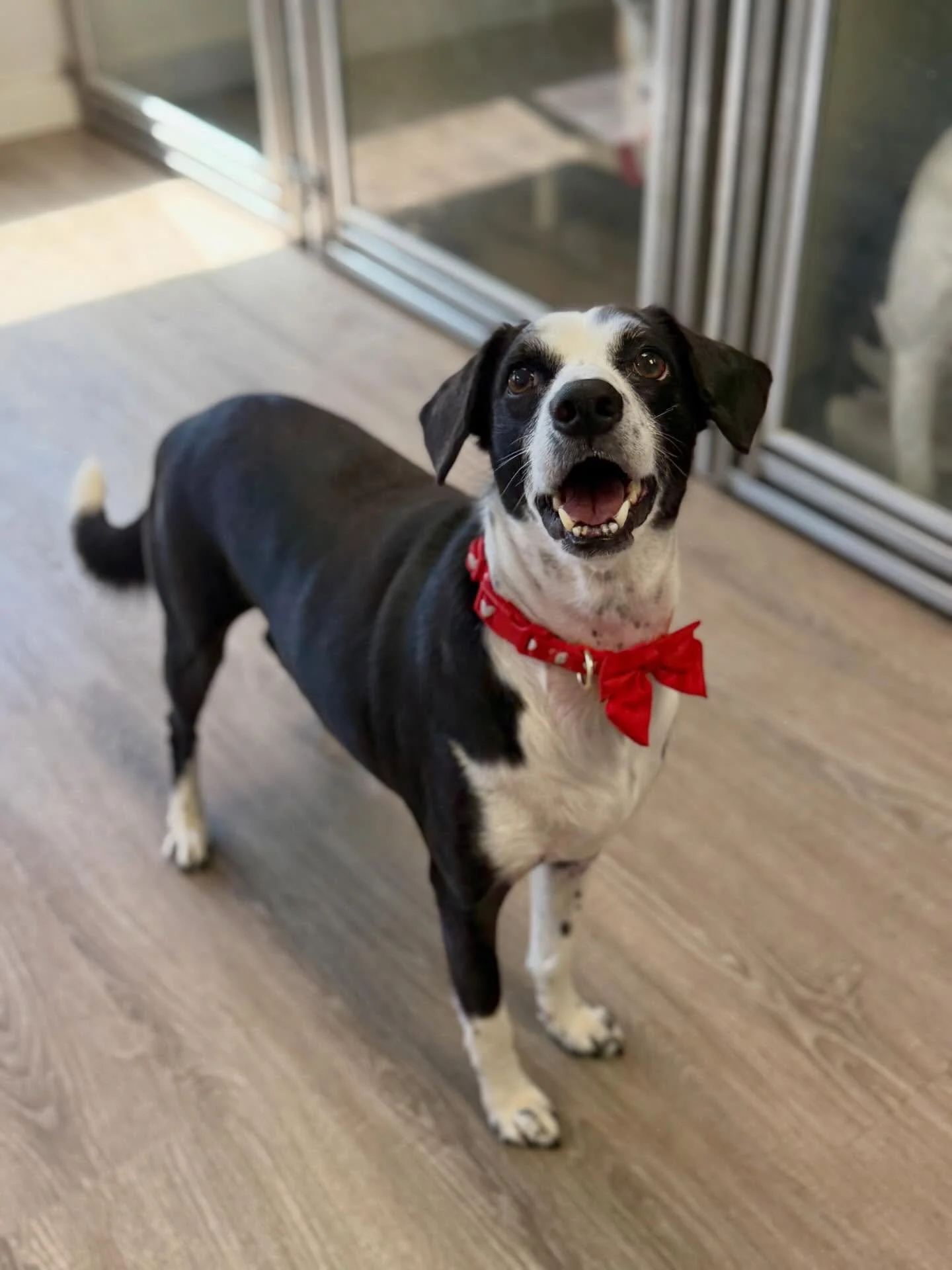 Give a big welcome to Mr. Barney! 🎀🐾

This handsome gentleman evaluated in Small Dog Daycare today, and we&rsquo;re already smitten with that bow tie and big smile. 

Welcome to the fun, Barney! We can&rsquo;t wait to watch you make lots of new fur