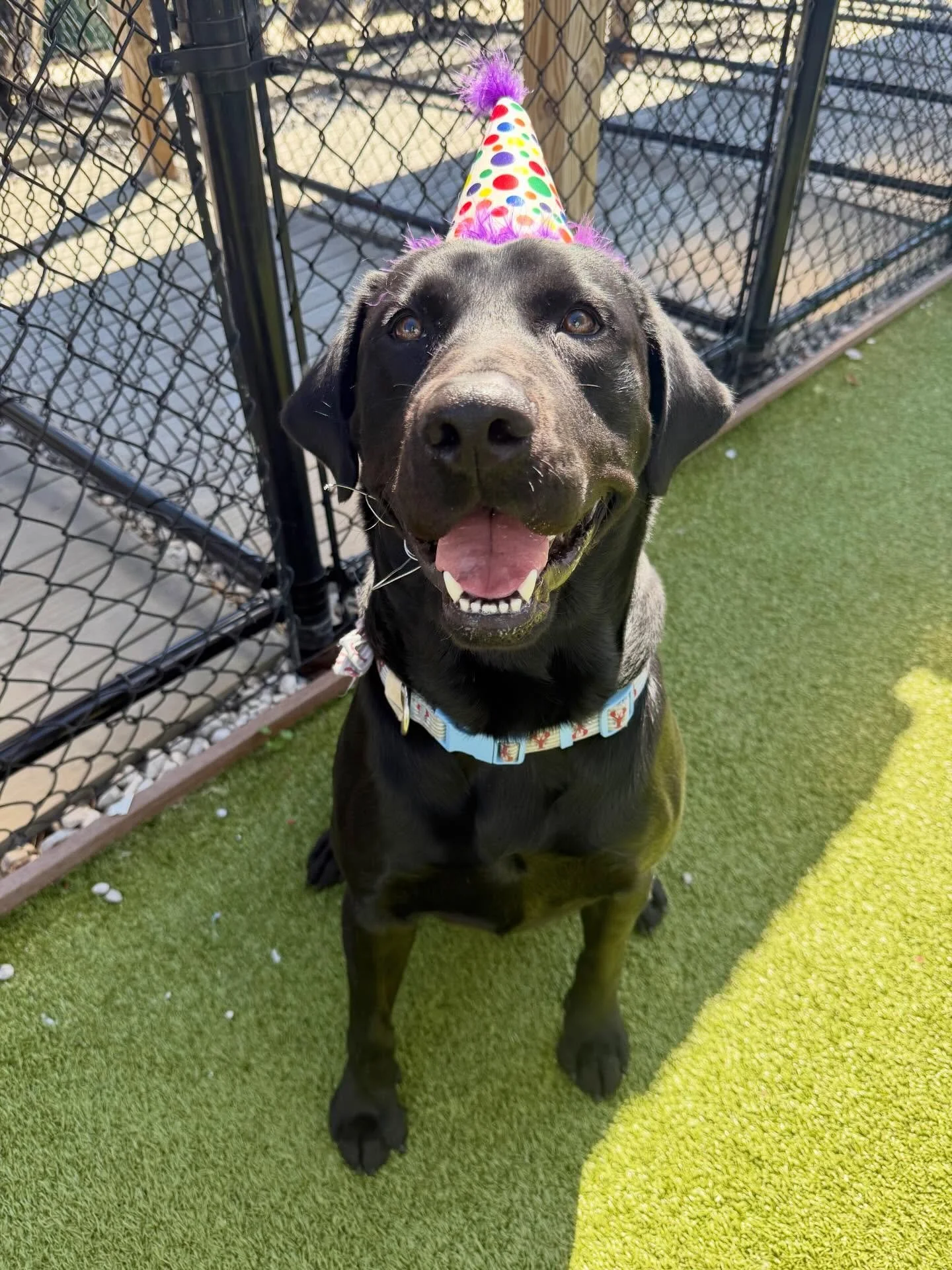 Everyone give a tail-waggin&rsquo; Happy Birthday shout to Jet! 🎉🐾

This handsome boy turned 2 years old yesterday, and today he celebrated with us the best way a pup knows how, a yummy birthday treat and lots of pets from his favorite humans. 
Saf