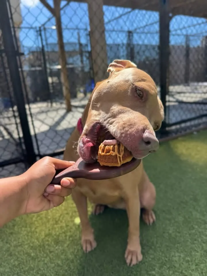 Paws-itively thrilled to report that Poundcake Day was a tail-wagging triumph!🍰🐕

Now, get ready for Pup Cup Day this Monday - your furry friends are reminding you it&rsquo;s on the house (literally!) and absolutely FREE!🐾🍦