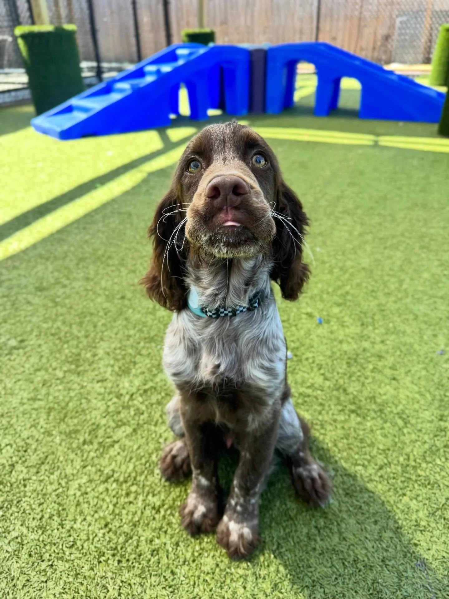 A big welcome to Toby, the cutest English Springer Spaniel, who came in for his small dog daycare evaluation today! He had such a pawsome time playing with the crew! 🐶🐾