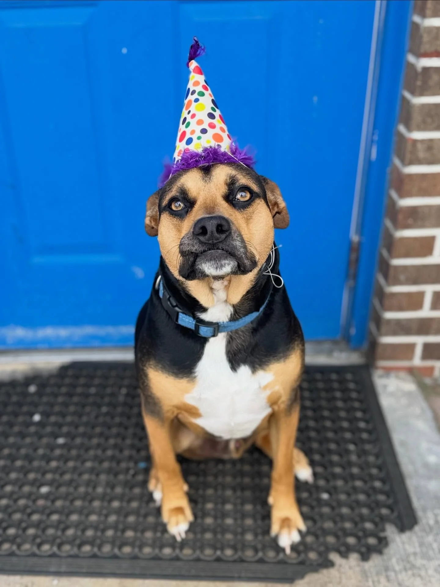 Happy 4th Birthday, Stan the Mannnn! 🎉🐾

Today we celebrated Stanley&rsquo;s 4th birthday! 🥳 Stan spent his big day doing what he does best, playing with his furriends, enjoying sweet treats, and enjoying all the birthday attention. His playful en
