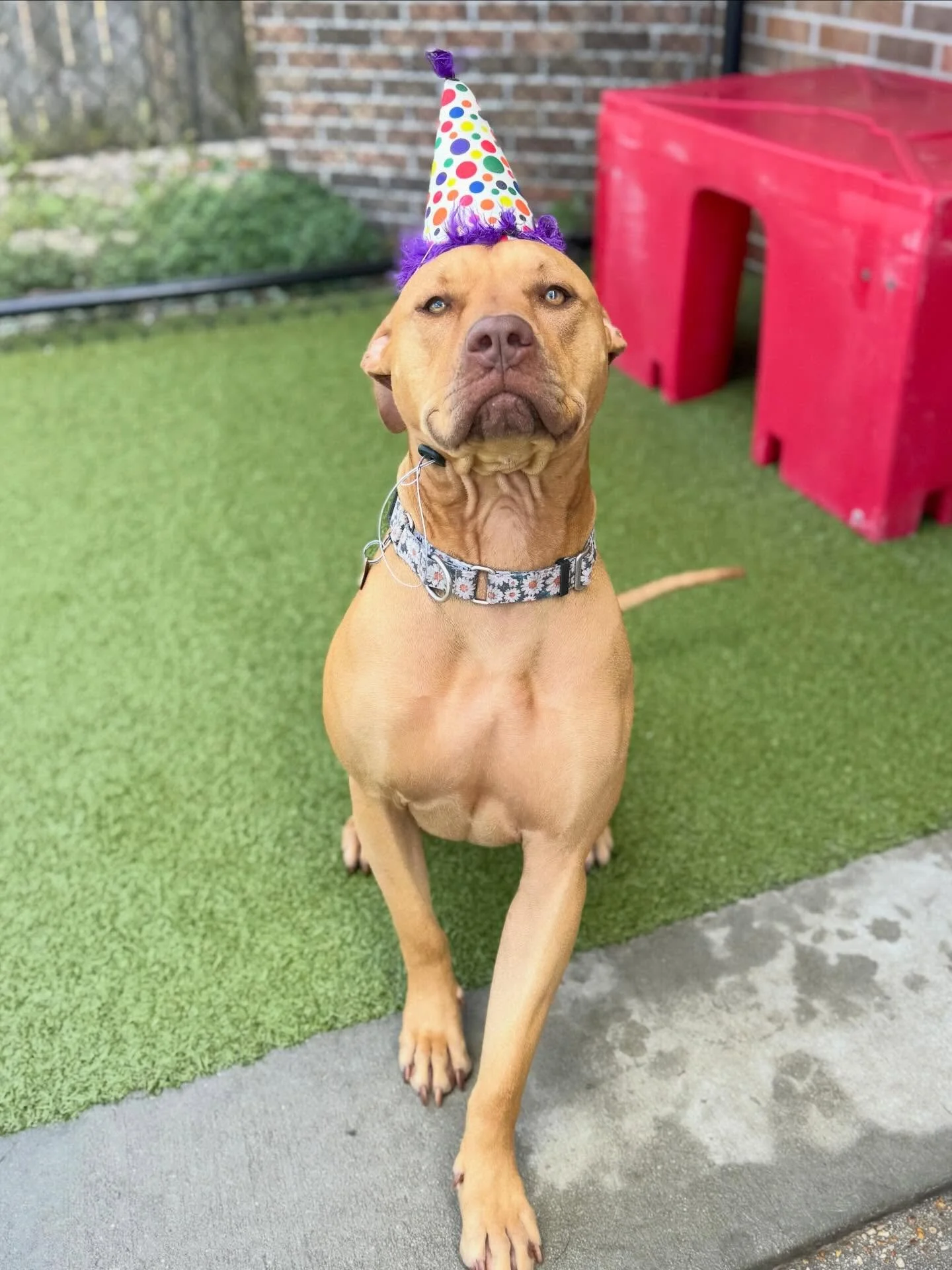 Aelia turned TWO! 🎉🐾

Our birthday girl is boarding with us right now, so of course we had to celebrate! Aelia is always all smiles and absolutely loves spending time with her furriends in daycare, so this week was just another pawsome time with th