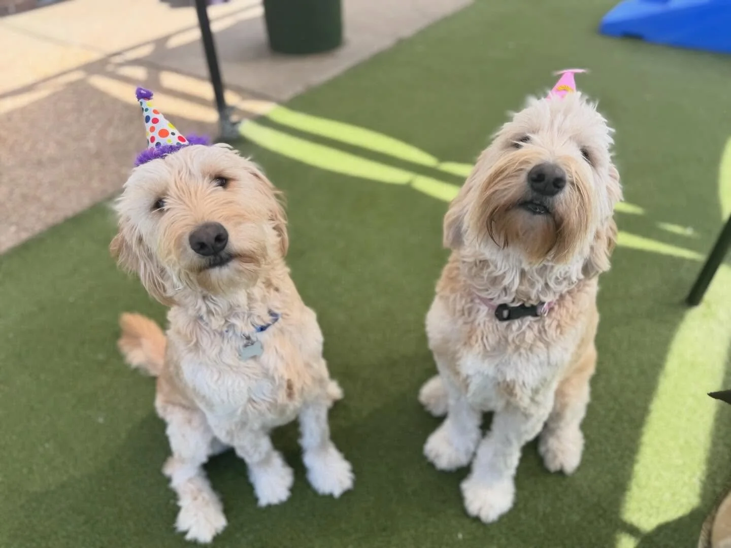 Sunny turns THREE! ☀️🎉🐾

Wishing the happiest birthday to our sweet girl&mdash;she truly lives up to her name, always bringing sunshine wherever she goes. Sunny is the absolute sweetest, and we adore getting to spend our days with her and all her d