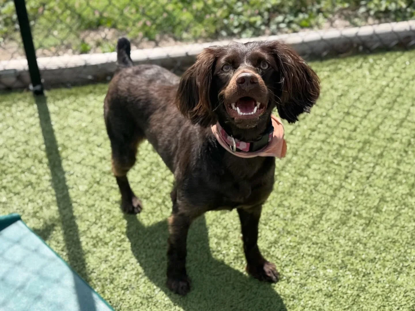 Sage, Gypsy &amp; Dakota&rsquo;s first day in small dog daycare was a whole lot of fun 🎉🐾

These three had an absolute blast making new furriends, zooming around, and showing off just how sweet (and adorable) they are 💛🐶

We&rsquo;re already obse
