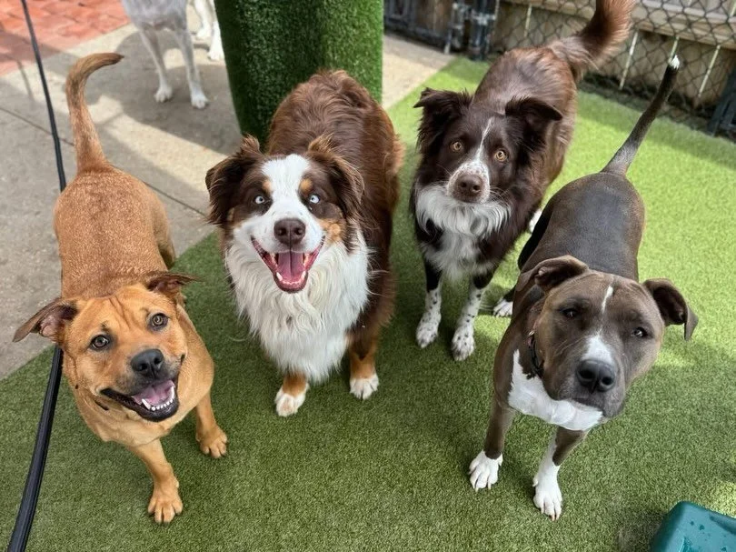 Midweek crew bringing the energy like they always do 😎🐾