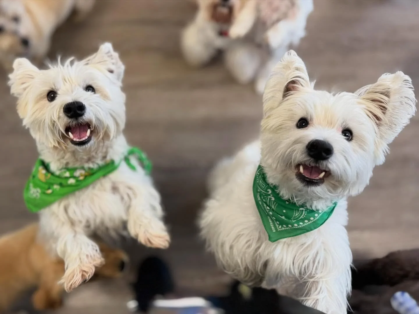 Wally &amp; Archie made their grand entrance in small dog daycare  today and instantly stole the show 🤍🐾 These Westie brothers had an absolute blast making new furriends, zooming around, and living their best lives at our beer &amp; brats bash 🍺🌭
