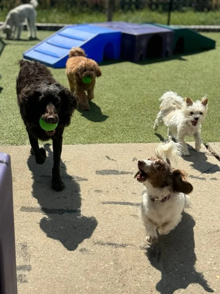 Small Dog Daycare!🐾🐶