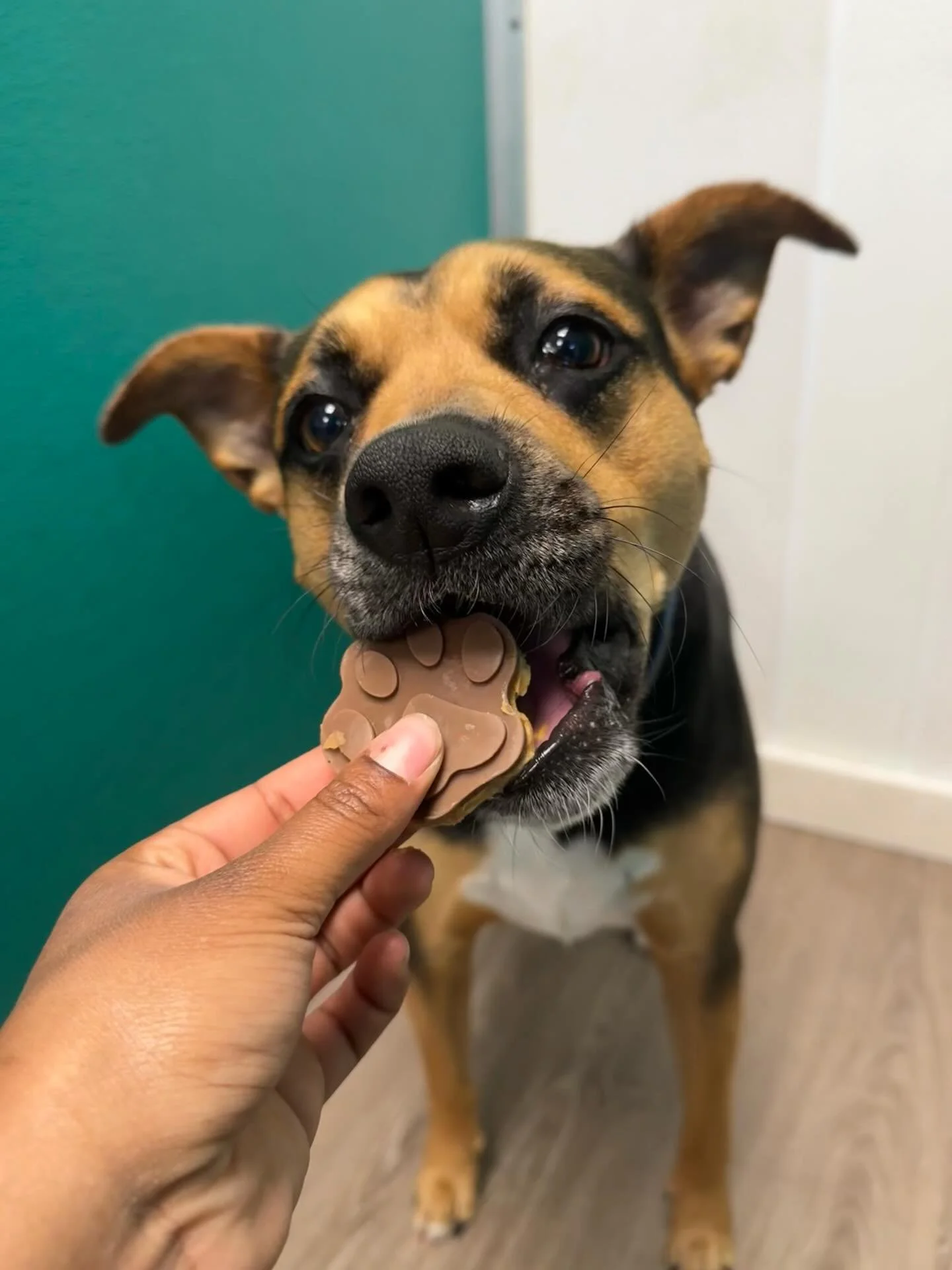 These pups think their Peanut Butter Cups were very yummy!😋🥜