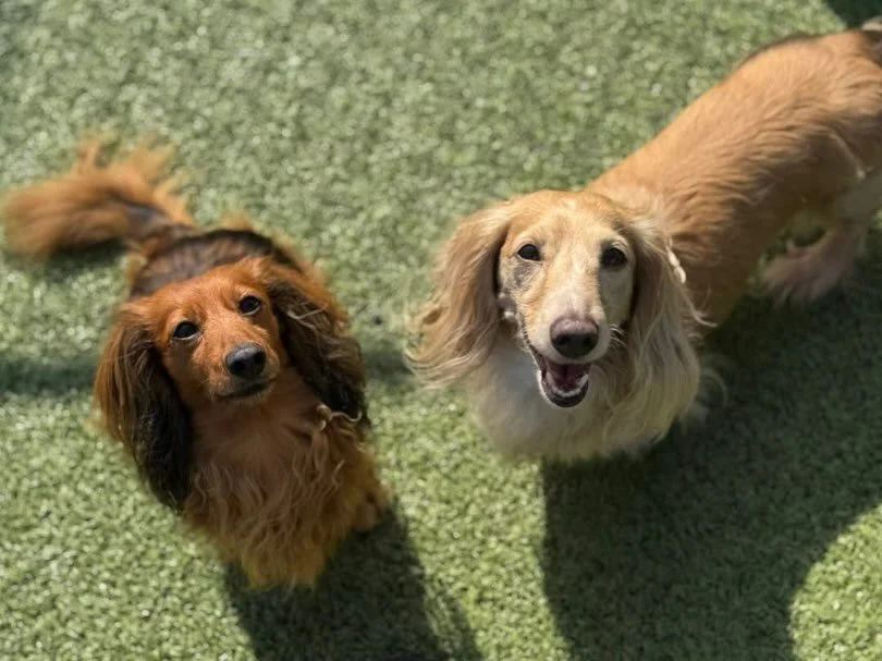 Checked in, settled in, thriving!🏡🐾🐕