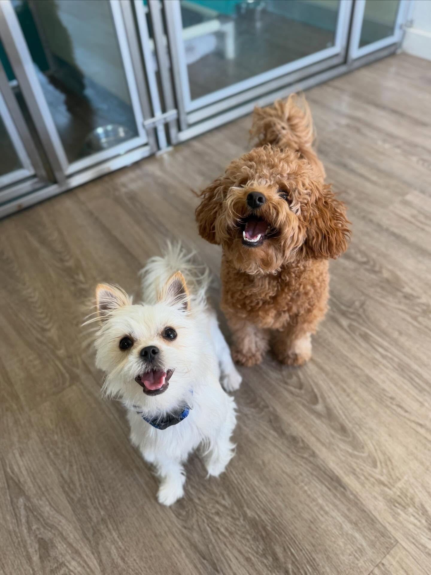 A few photos of Small Dog Daycare&hellip; aka the real bosses around here😉🐾