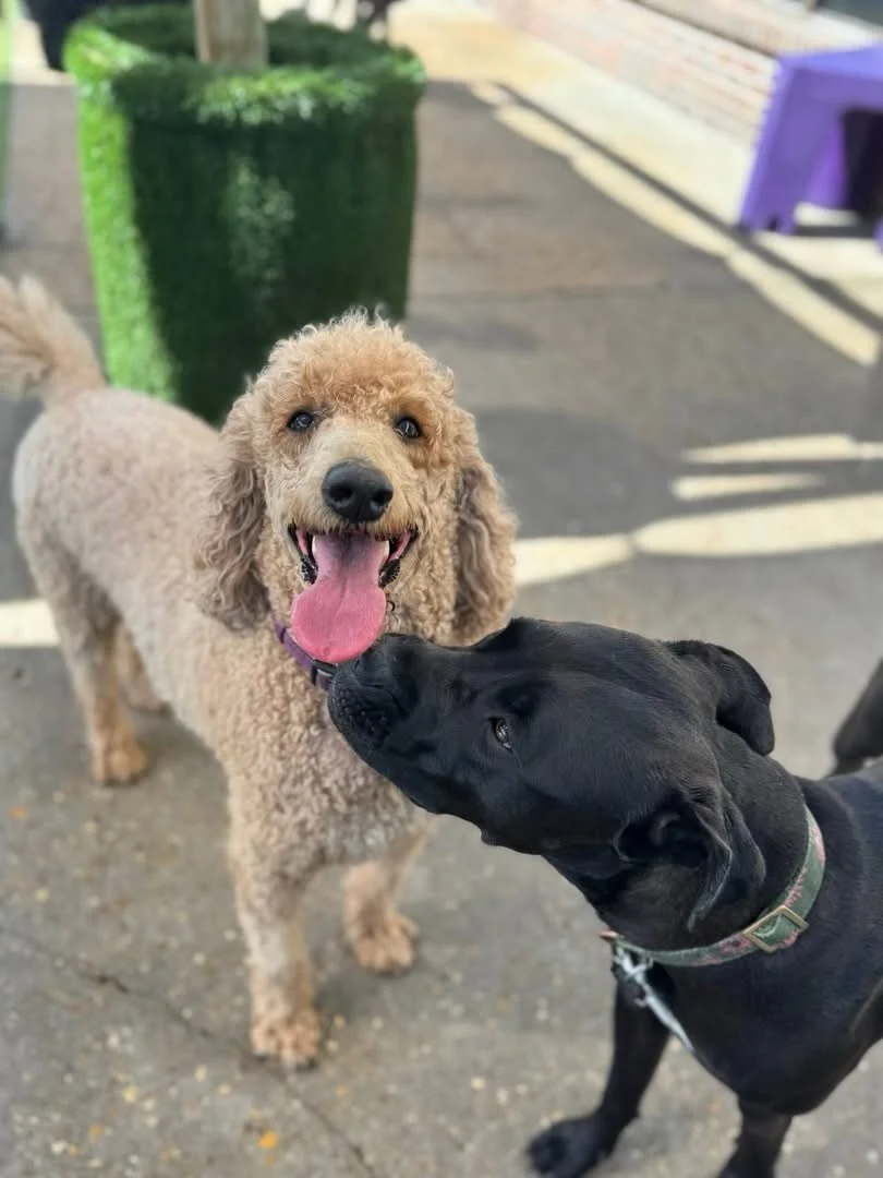Tuesday&rsquo;s Big Dog Daycare Group!🐕🐾