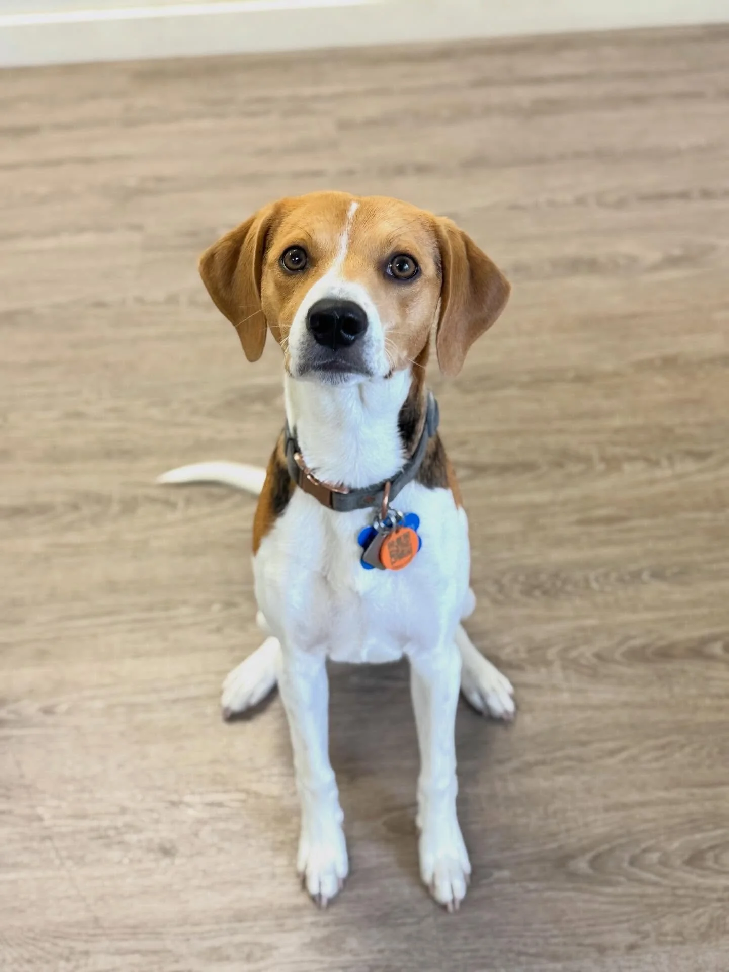 Mr. Sunshine Rumrunner ☀️🐾

This wiggly little beagle butt came in for his small dog daycare evaluation today and absolutely stole the spotlight. From zoomies to new besties, (and happy a-roooo&rsquo;s in between,) he made himself right at home and 