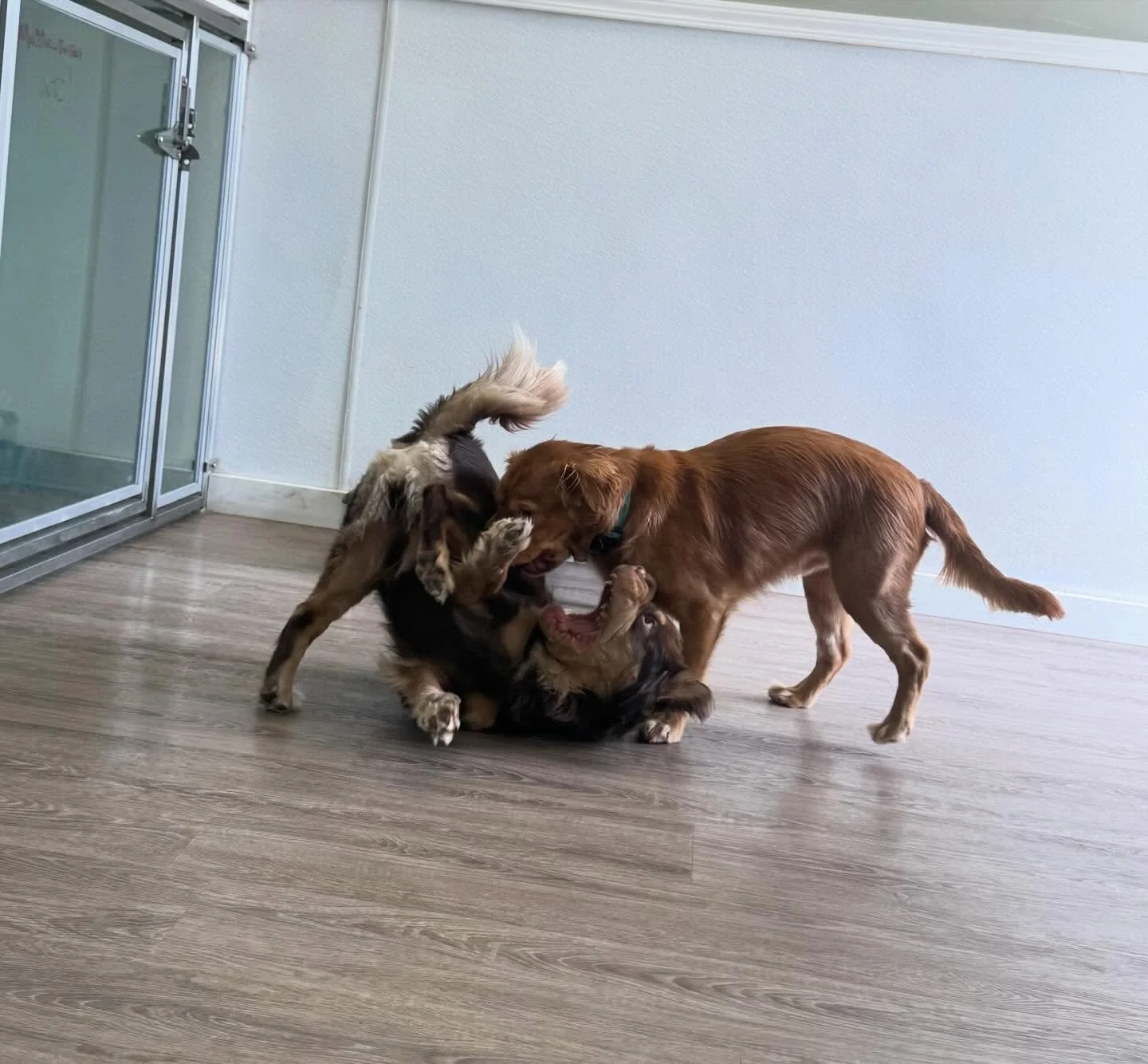 Some of today&rsquo;s Small Dog Daycare furriends 🐾🐶
