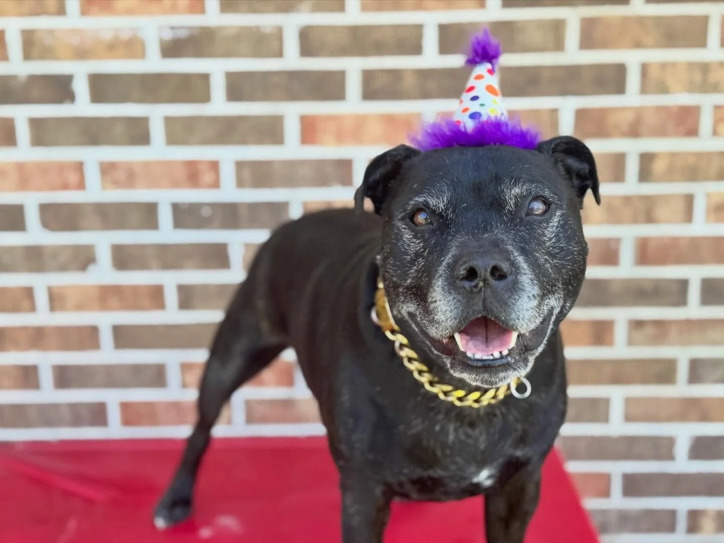 Double the candles, double the chaos, double the love 🎂🐾

Happy Birthday to Rosie &amp; Zeus! 🥳 Zeus celebrated turning 6 earlier this month, and Miss Rosie is rocking 7 in style today &mdash; complete with her adorable birthday shirt, which she w