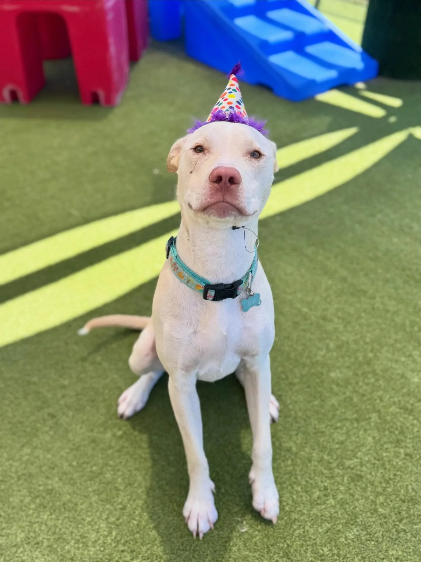 Happy Birthday, Memphis!! 🎉🐾

From a tiny pup in small dog daycare🐶 to a full-blown big dog superstar, you&rsquo;ve truly grown up with us&mdash;and we&rsquo;ve loved every second of it. You&rsquo;ve made the BEST friends along the way, especially