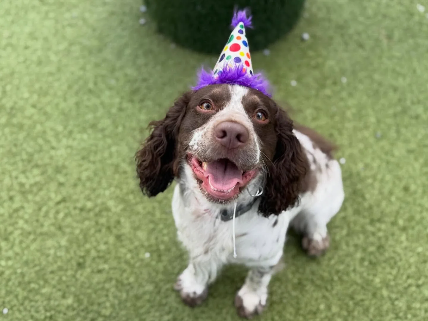 We celebrated Mr. Tuckers birthday during his stay with us!🥳🎉 Happy Birthday, Tucker! We hope you had a pawsome time, and enjoyed your frosty treat!🐾