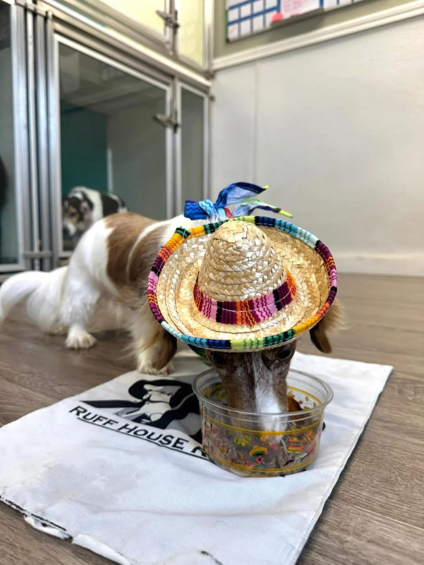 (2/2) Cinco de Mayo means taco bowls for the pups! 🌮🐾🎉

Pure joy, zero hesitation, and very full bellies! 😋🐕