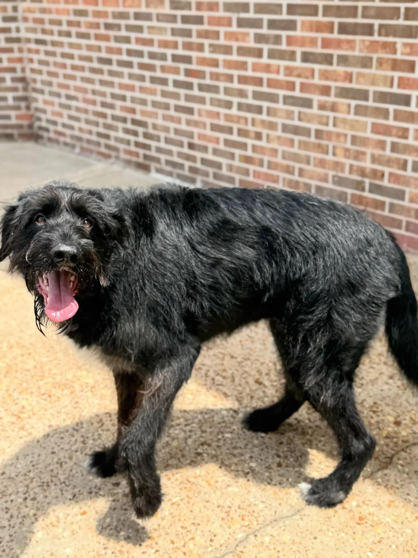 Bodie &amp; Moon made their grand entrance this week 🌟🐾

These sweet boys joined our Big Dog daycare crew and wasted zero time settling in&hellip; zoomies were deployed, friendships were formed, and hearts were stolen 💛

Safe to say, the pack just